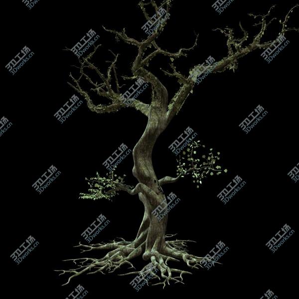 images/goods_img/2021040233/Secular Tree/2.jpg